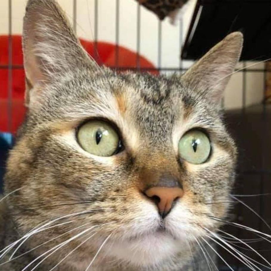 Adopt a Pet | Roo